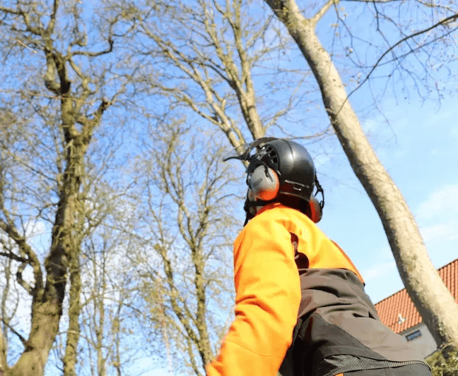 trae ekspert fra traeplejemand risikovurdering i aarhus