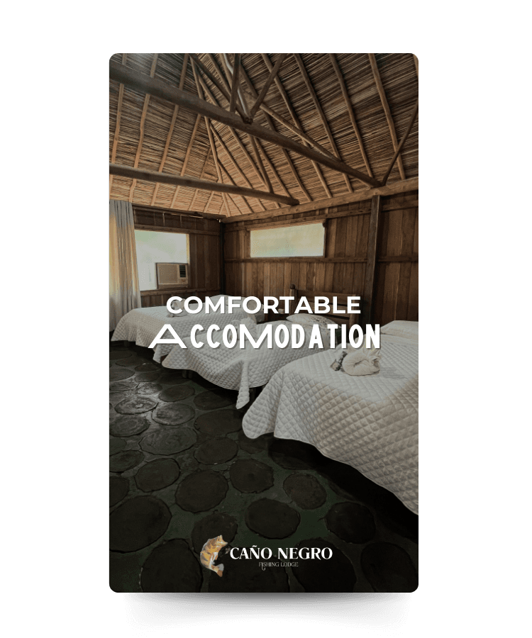 Comfortable Accomodation