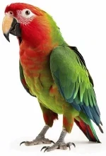 An image of a bird.