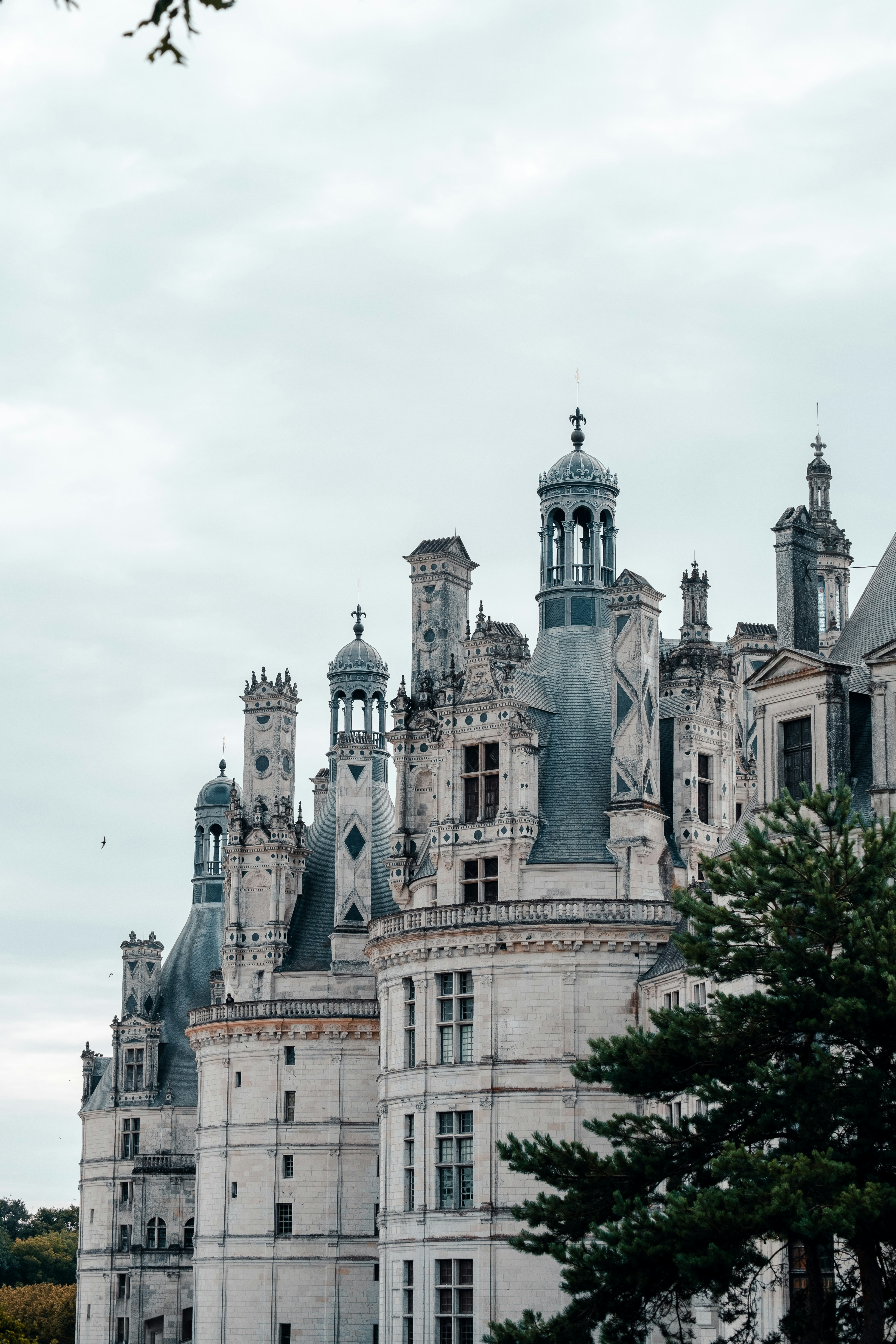 a tree with pink flowers in front of a store