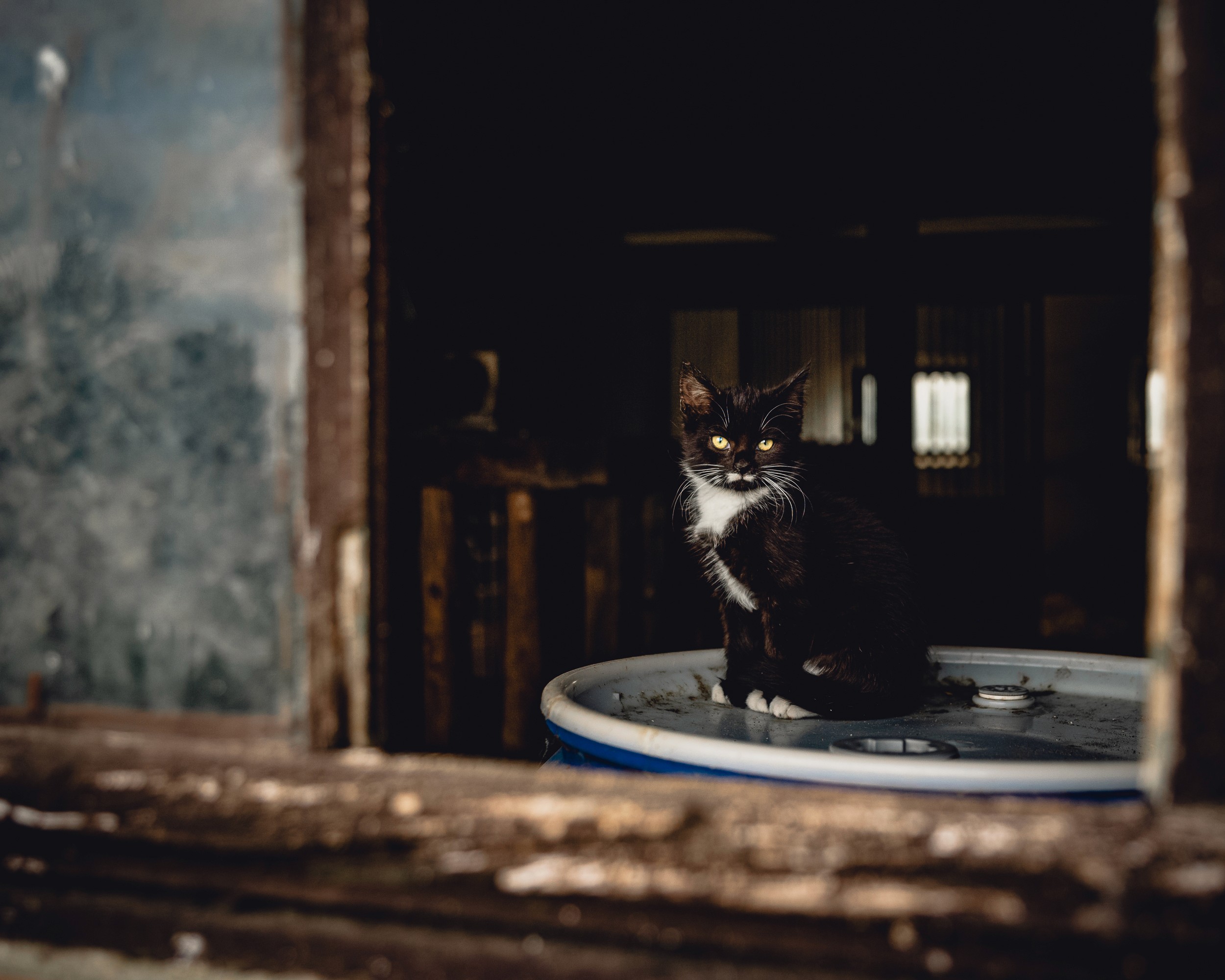 Bauernhof: kleines Kätzchen sitzt auf einer Tonne hinter einem offenen Fenster