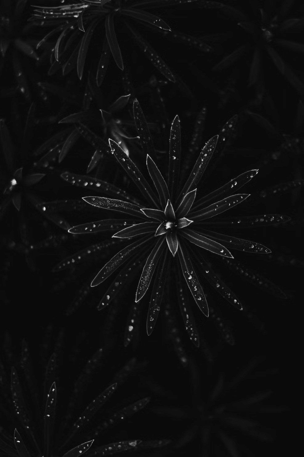 dark plant image