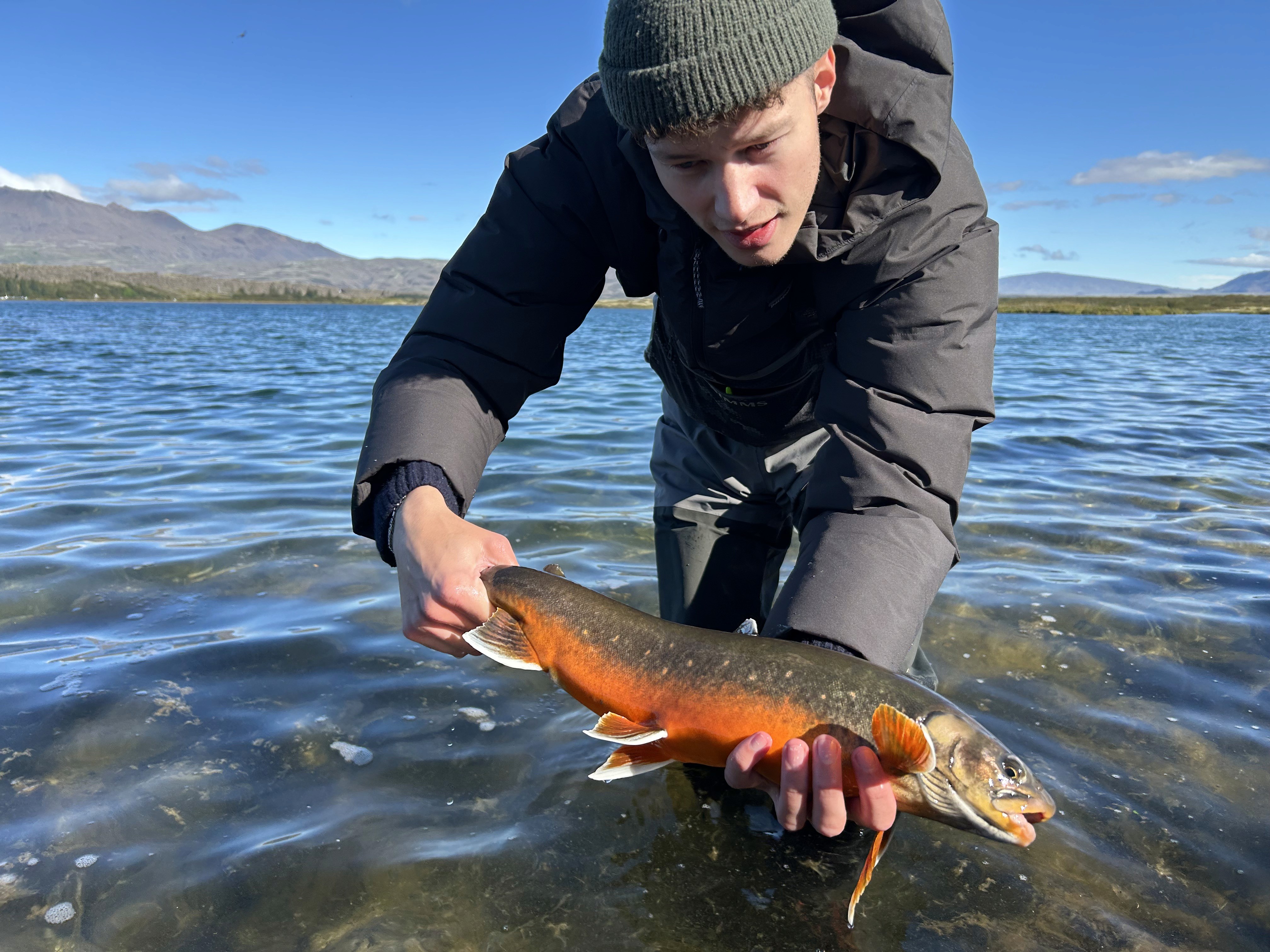 Island, Brown Trout, Arctic char, fjeldørred