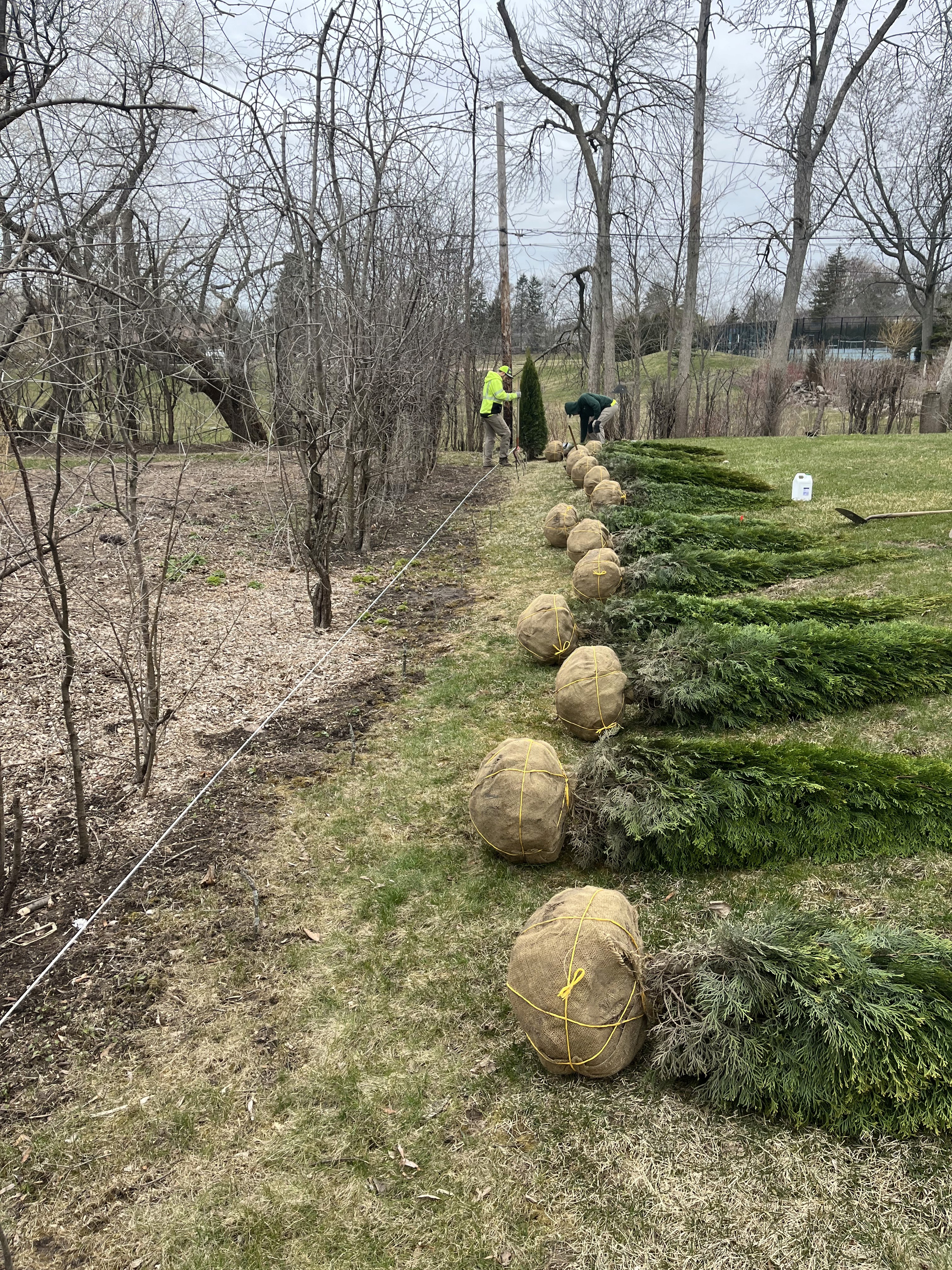 Planting Trees In Southeastern Wisconsin