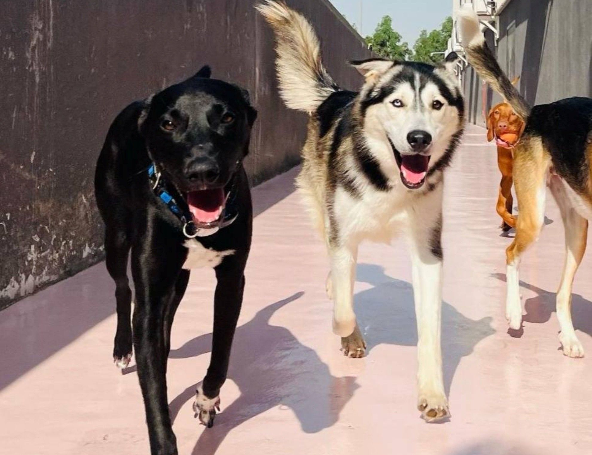 The dogs are walking along the pink walkway with their mouths open.