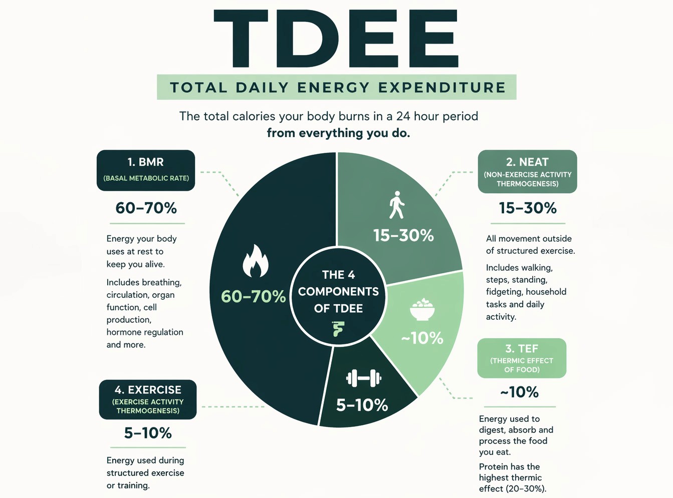tdee-chart