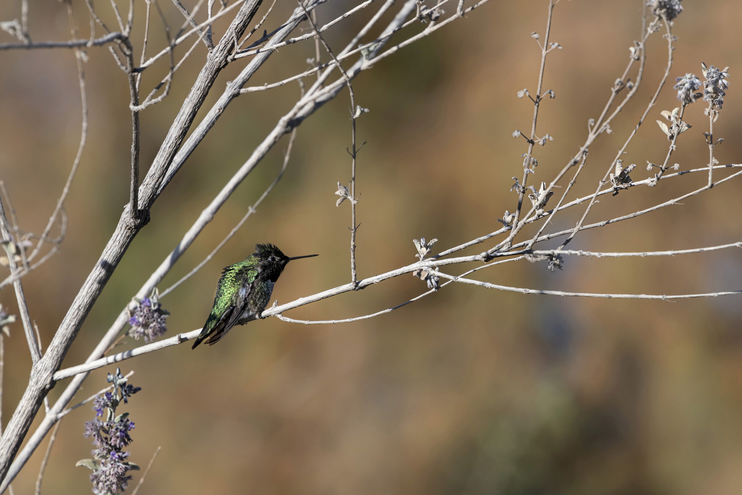 Black-chinned Hummingbird