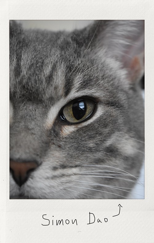 Cat Polaroid - My Dao Designer Portfolio