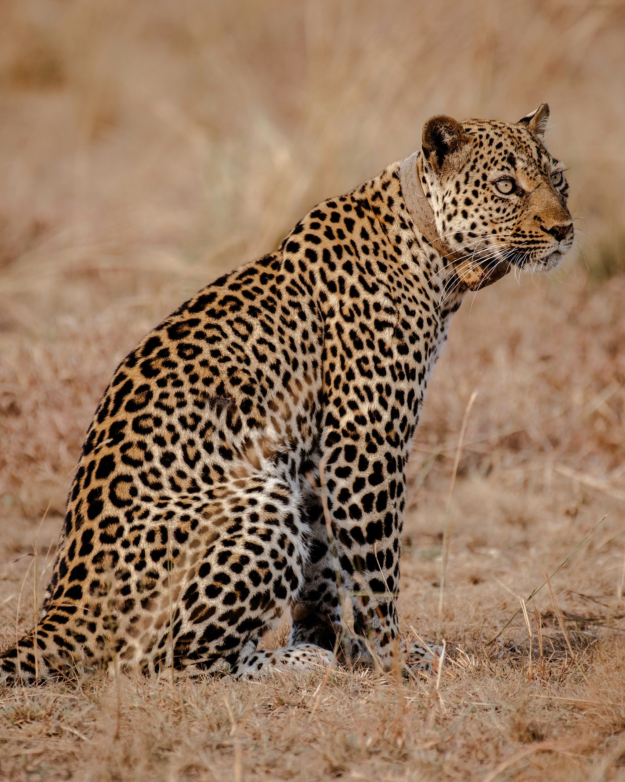 A leopard surveying a territory in the North Kazinga Plains