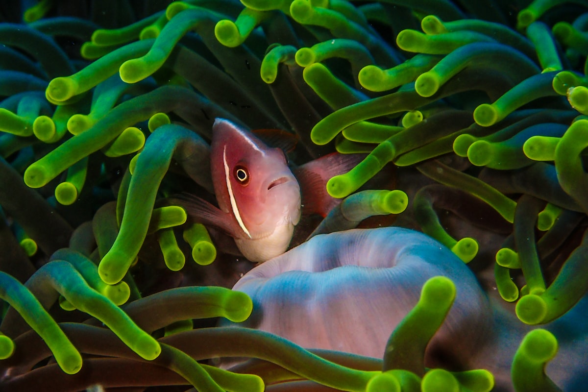 Pink skunk clownfish sheltering in a green anemone