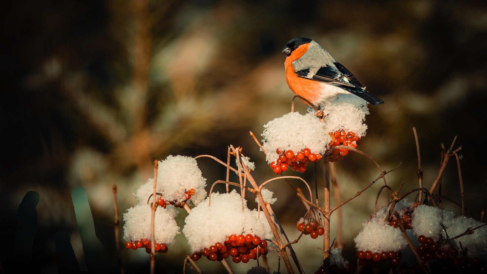 Winter bird at the edge of frame. Cover image for When Strengths Go Too Far. Photo by Mats Soomre. #MomentsBySoomre