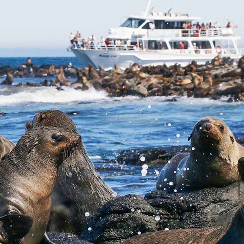 Sea lions on rocks near a crowded tour boat on the ocean, with many more sea lions visible in the background.