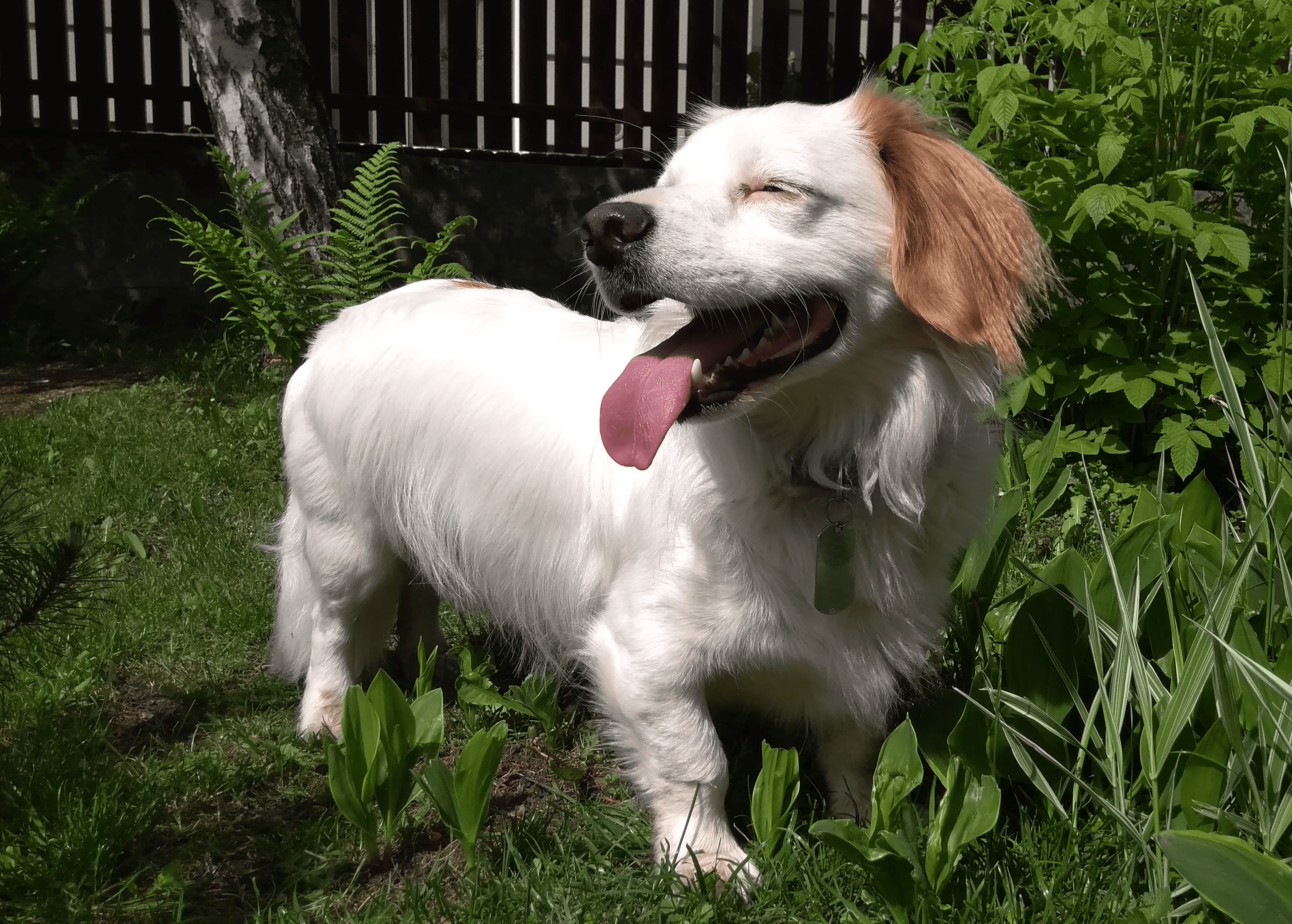 Mężczyzna bawi się z psem