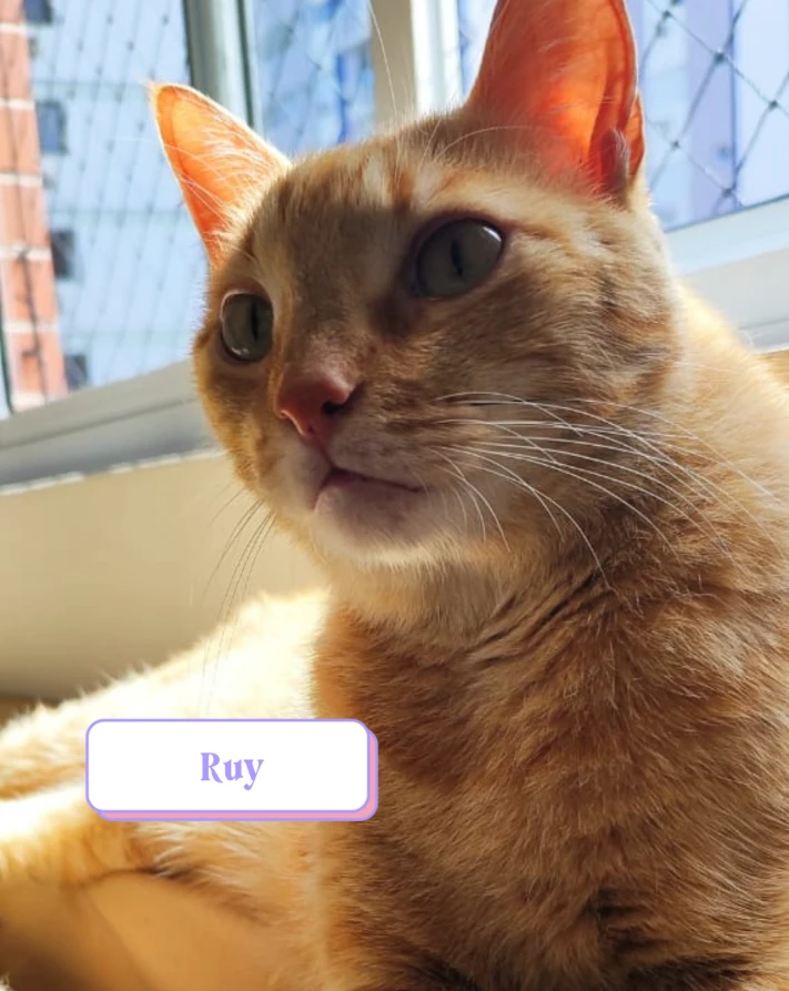 Gato laranja com olhos verdes deitado em uma área iluminada por luz natural, próximo a uma janela. A luz realça os tons dourados de seu pelo.