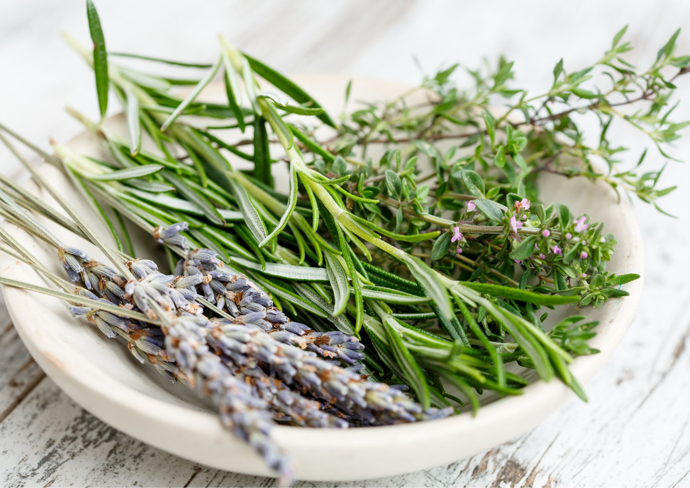 Terapia con plantas para reducir estrés