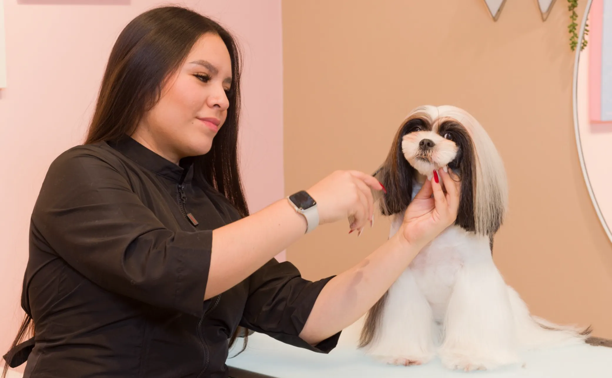 Groomer trimming a small dog's facial hair at MIMO La Jolla.
