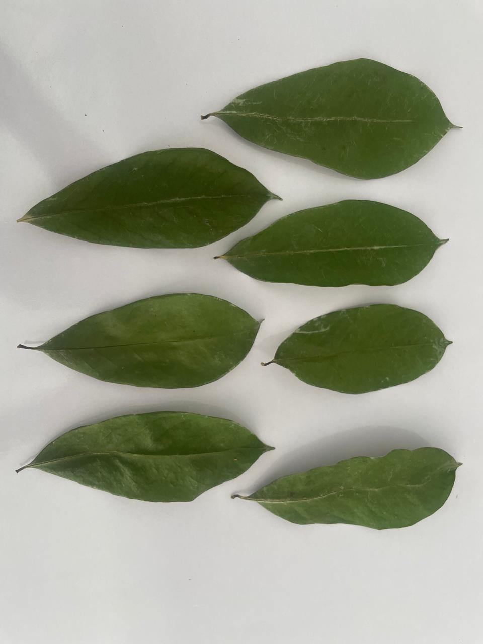 Katu Anodha Leaf