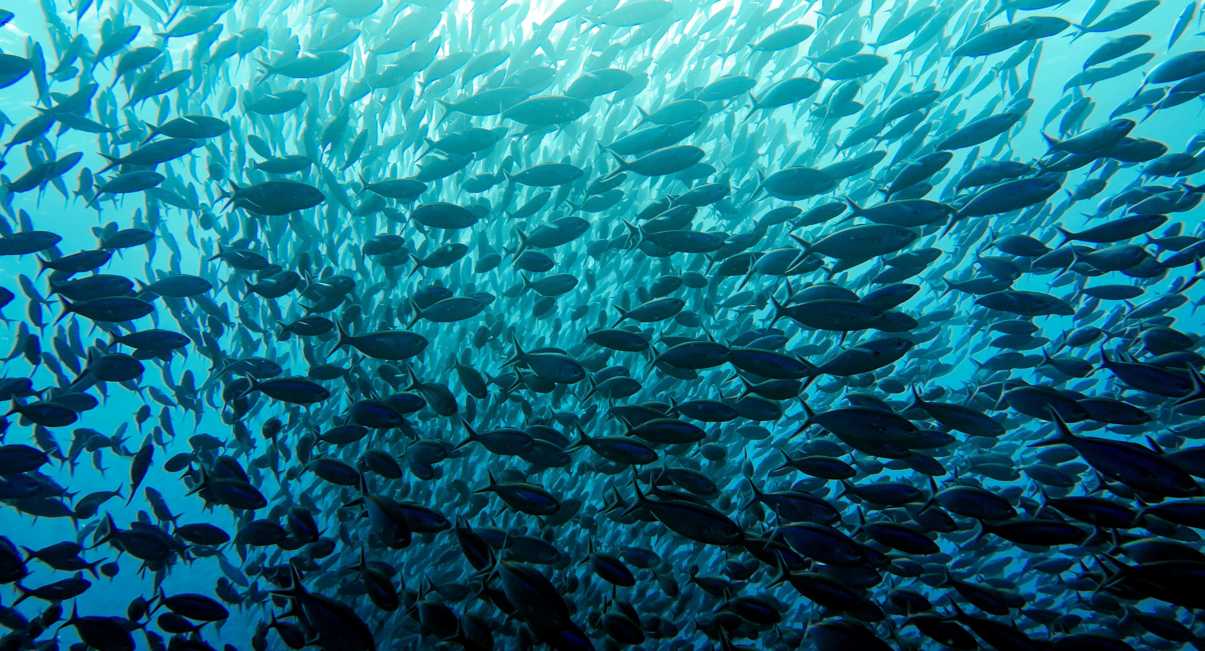 a large school of fish swimming in the ocean