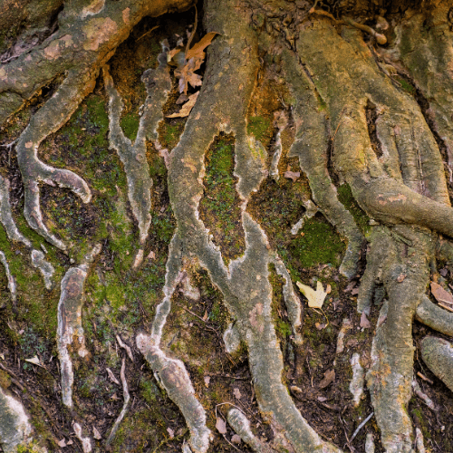 Root Collar Excavation