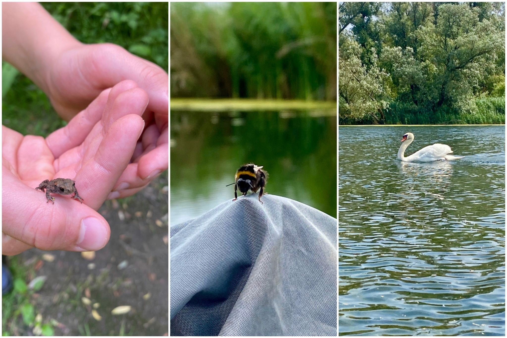 Three images of nature in the Biesbosch: a frog in someone's cupped hands; a bee landing on a boat; a swan with willows in the background