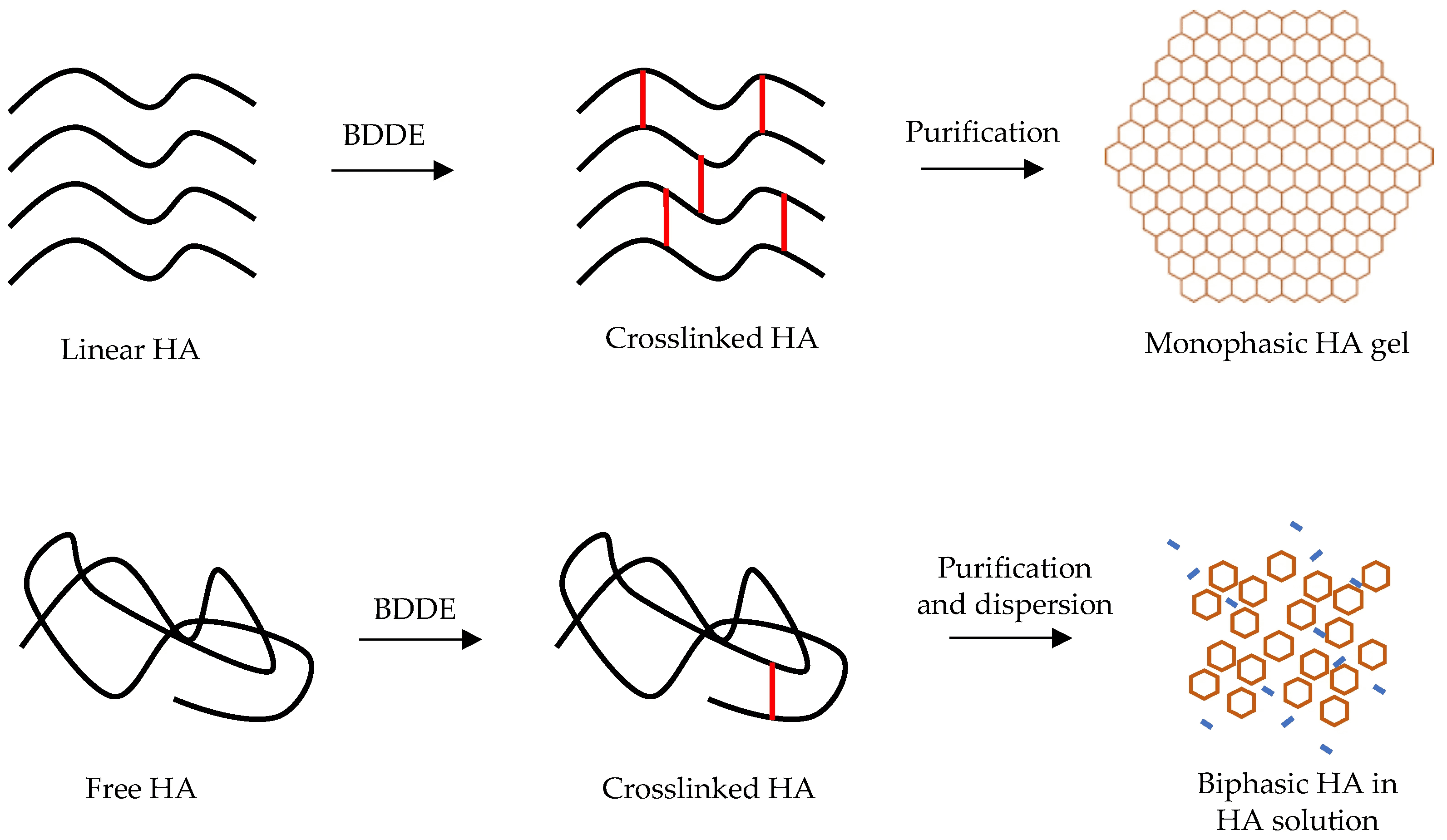 What Is Cross-Linked Hyaluronic Acid?