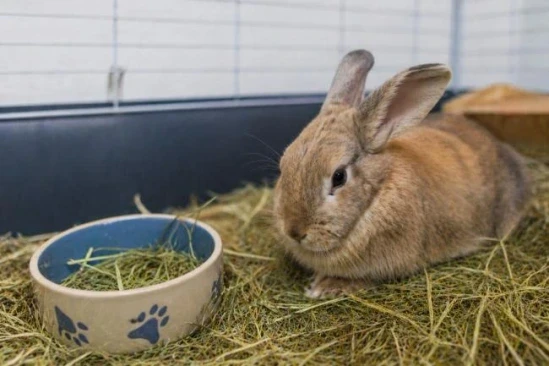 rabbit not eating