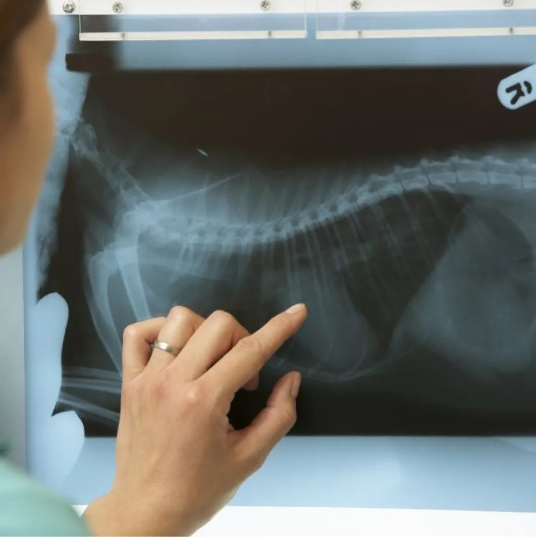Capa do serviço veterinário Raio-X e ultrassom