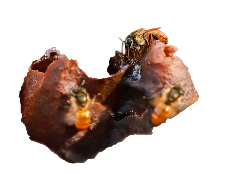 Colônia de abelhas.