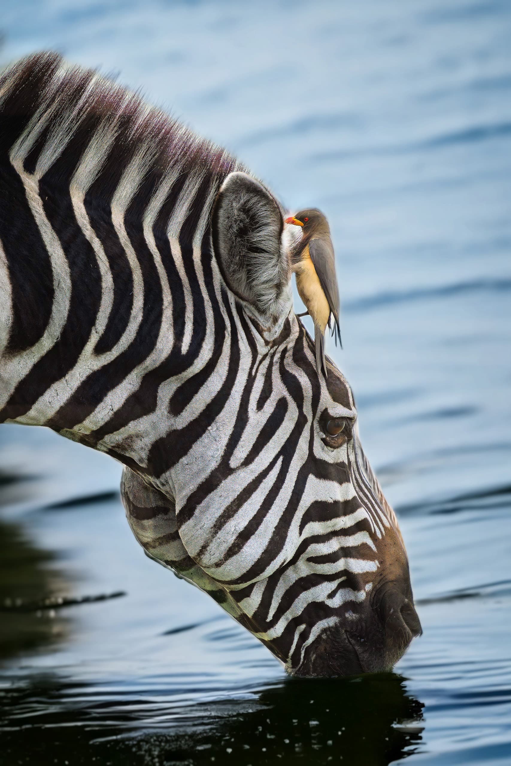 Cebra bebiendo en Uganda