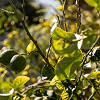Sunlight filters through lush green leaves of a citrus tree adorned with ripe lemons, symbolizing natural wellbeing and a bountiful harvest.