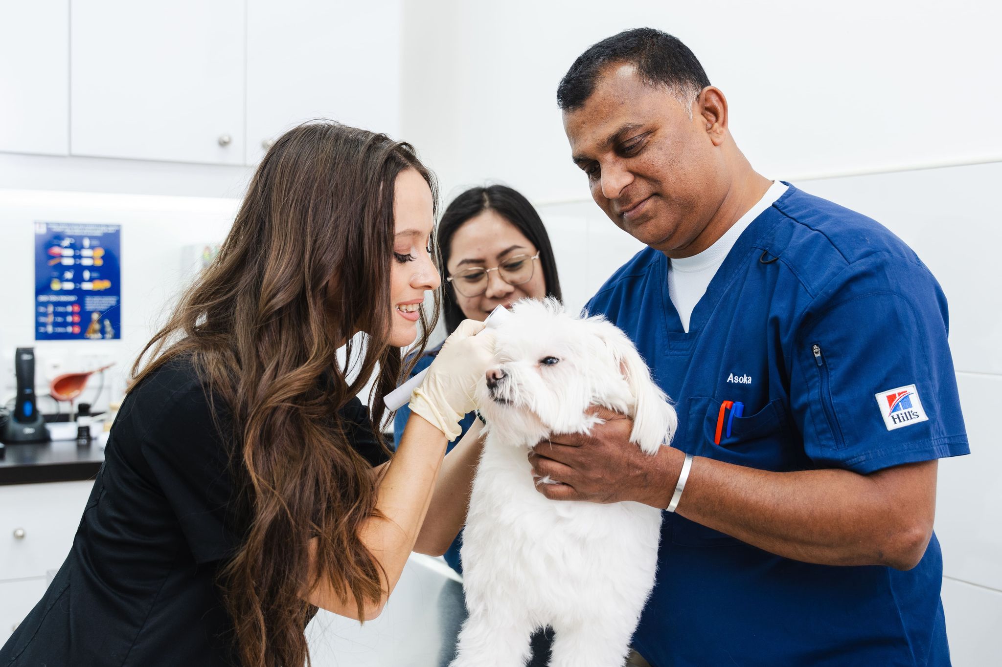 A veterinarian is examining a white dog's ear and looking for complications from the total ear canal ablation procedure. 