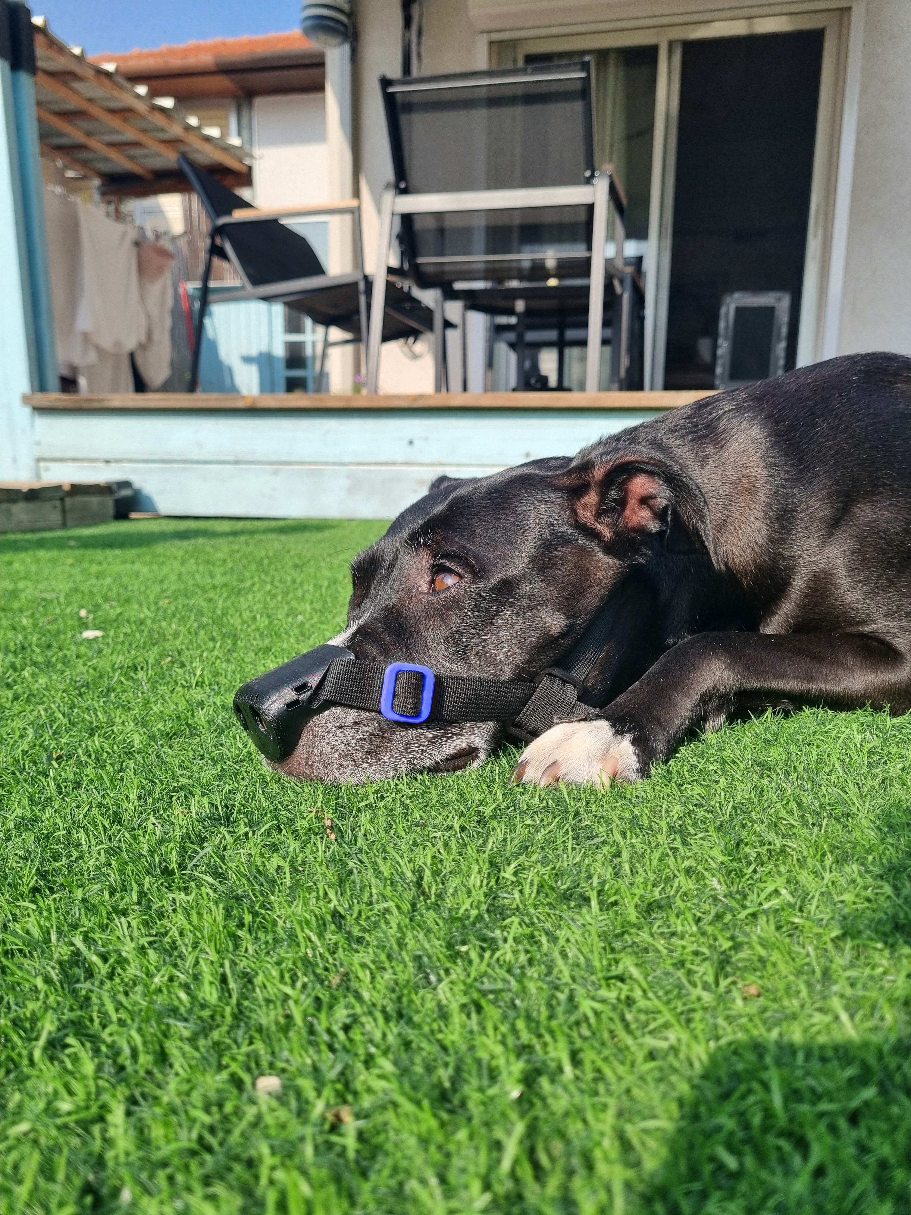 Billie the pitbull with using SnoutCover for DLE treatment