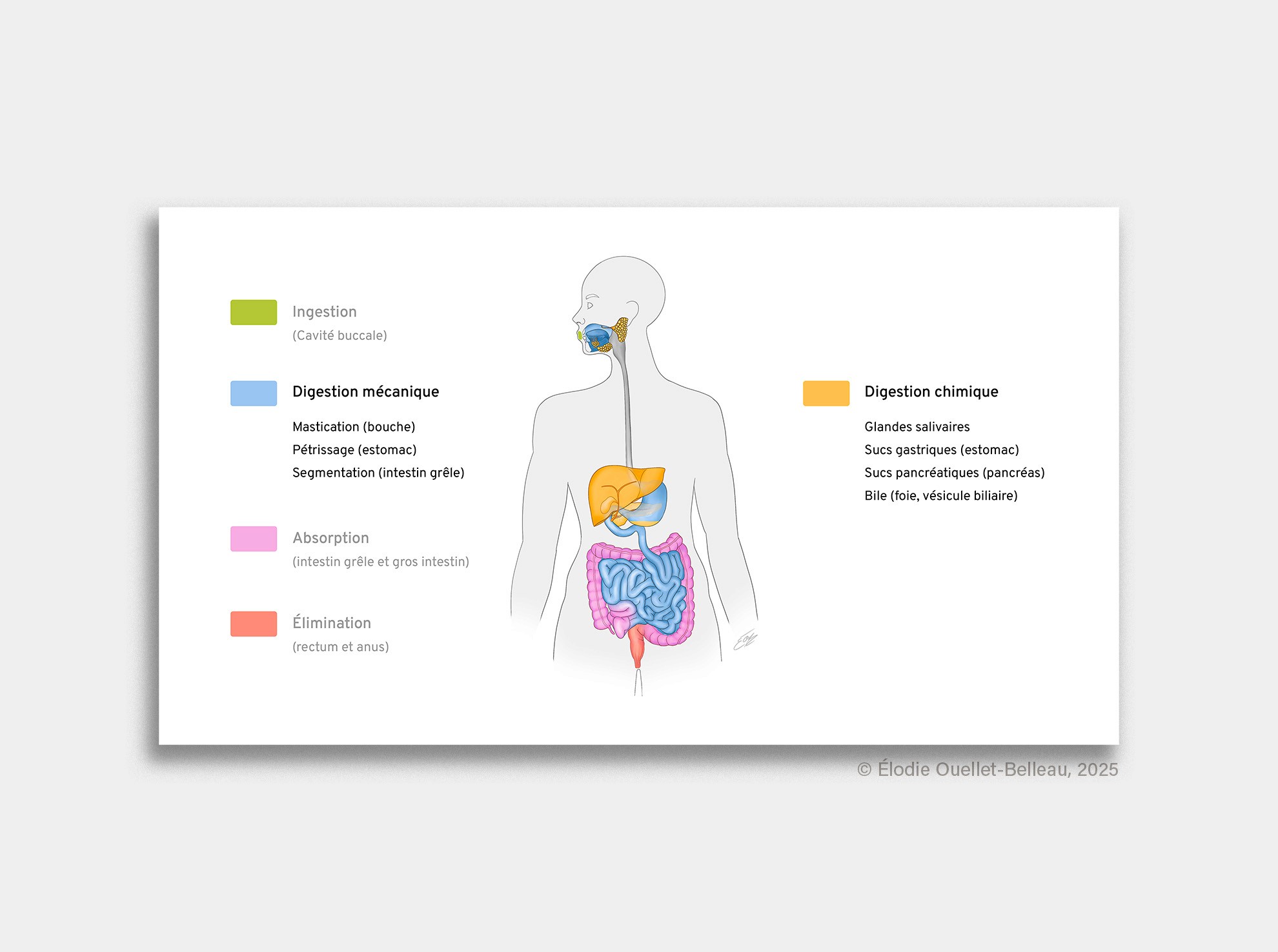 Illustration scientifique de la digestion chimique et mécanique par Élodie Ouellet-Belleau, illustratrice scientifique.