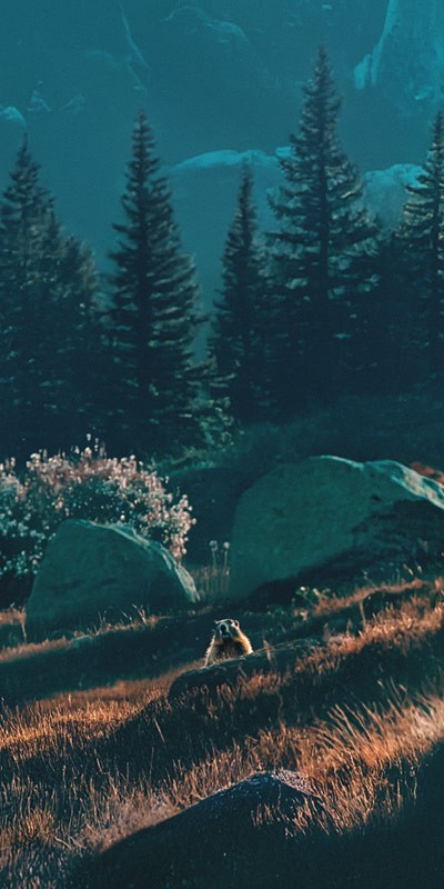 Illustration of mountains and alpine meadows