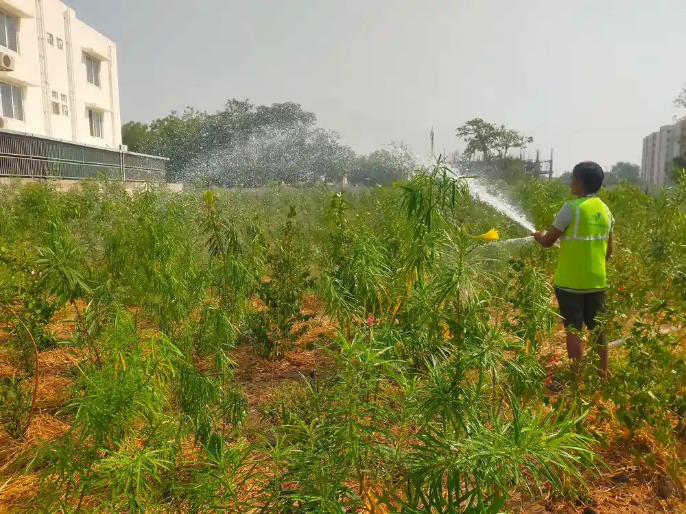 Afforestation in cities