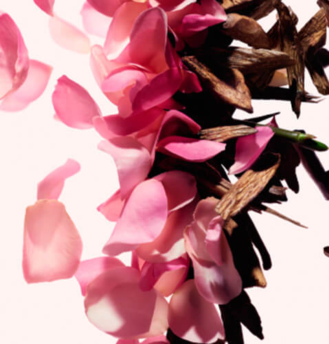 Chypre floral