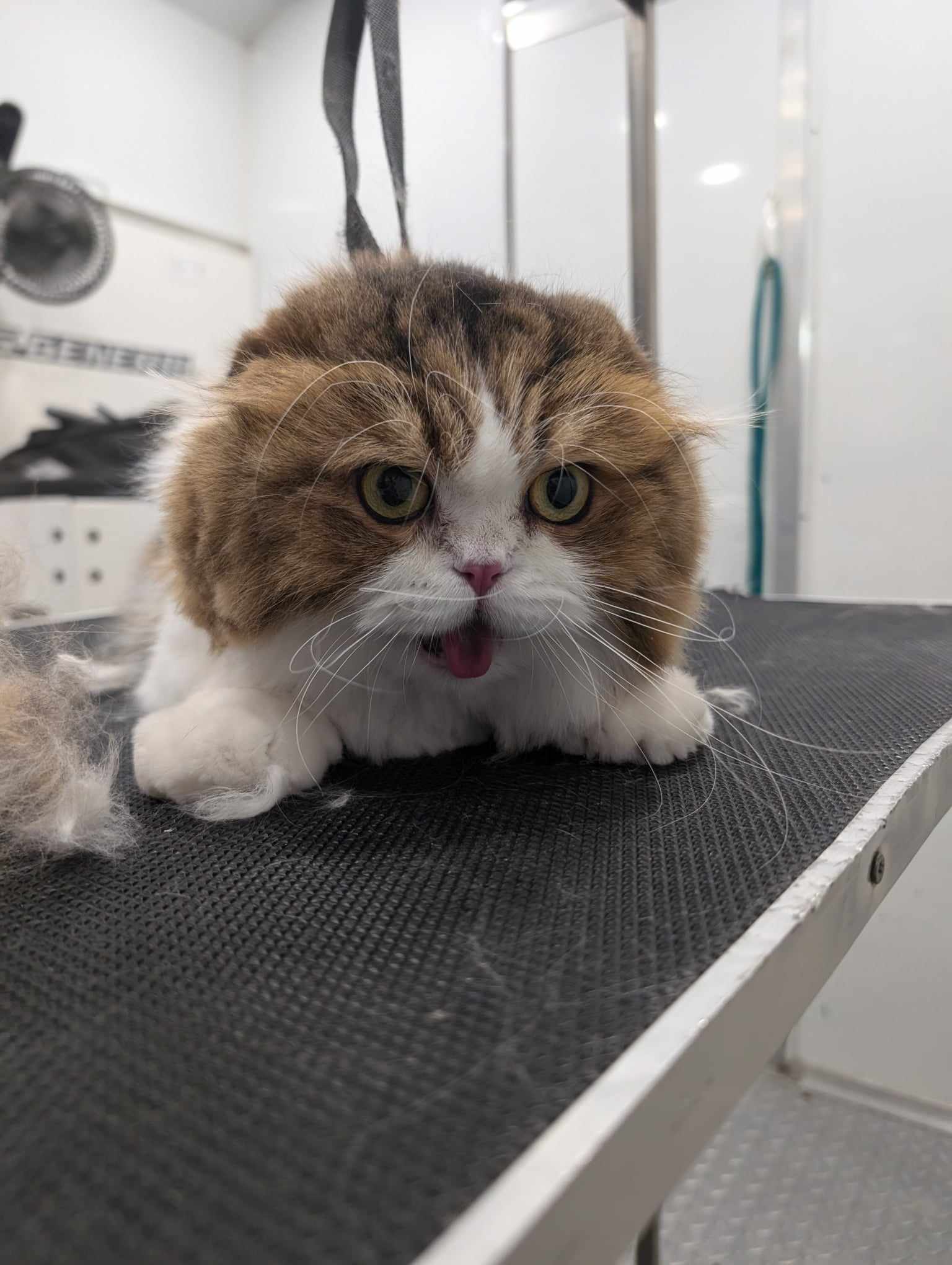 Cat Grooming Gallery Of Photos - Wags To Riches Pet Grooming