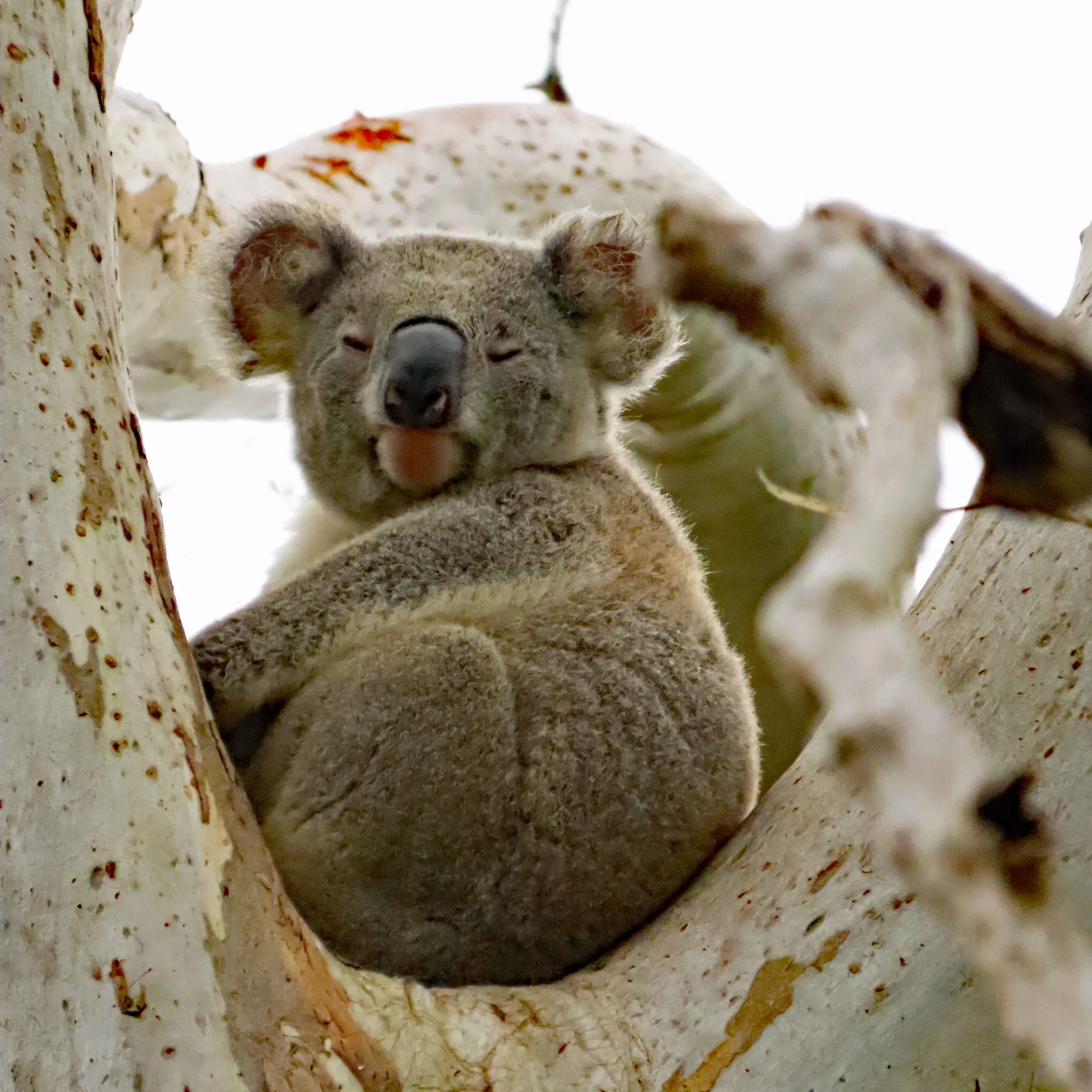 Coala no corredor da Bangalow Koalas, norte de NSW, Austrália