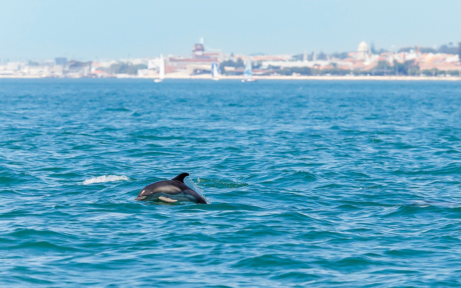 Plivanje s dupinima u oceanu s vizurom Lisabona u pozadini.