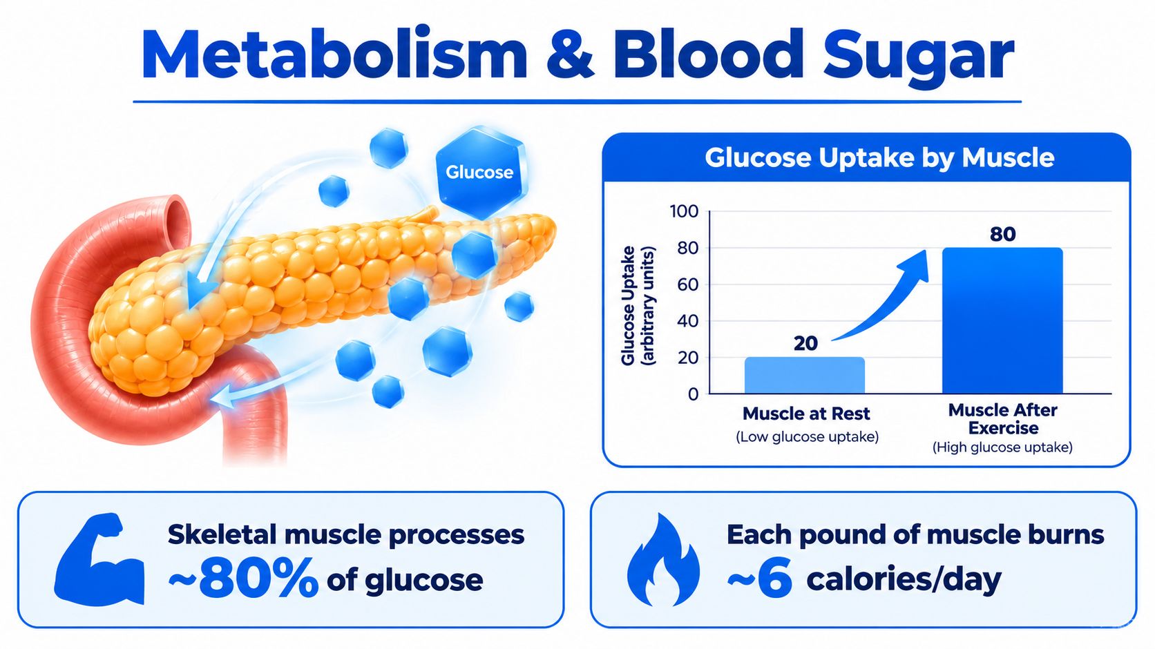 An infographic illustrating how metabolism and blood sugar regulation is impacted by skeletal muscle glucose uptake and exercise.