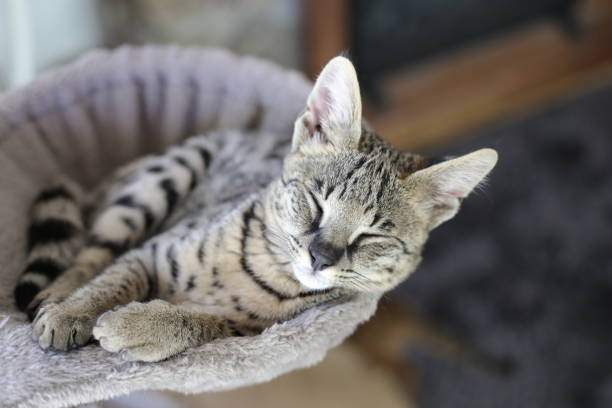 Котёнок саванны мирно спит