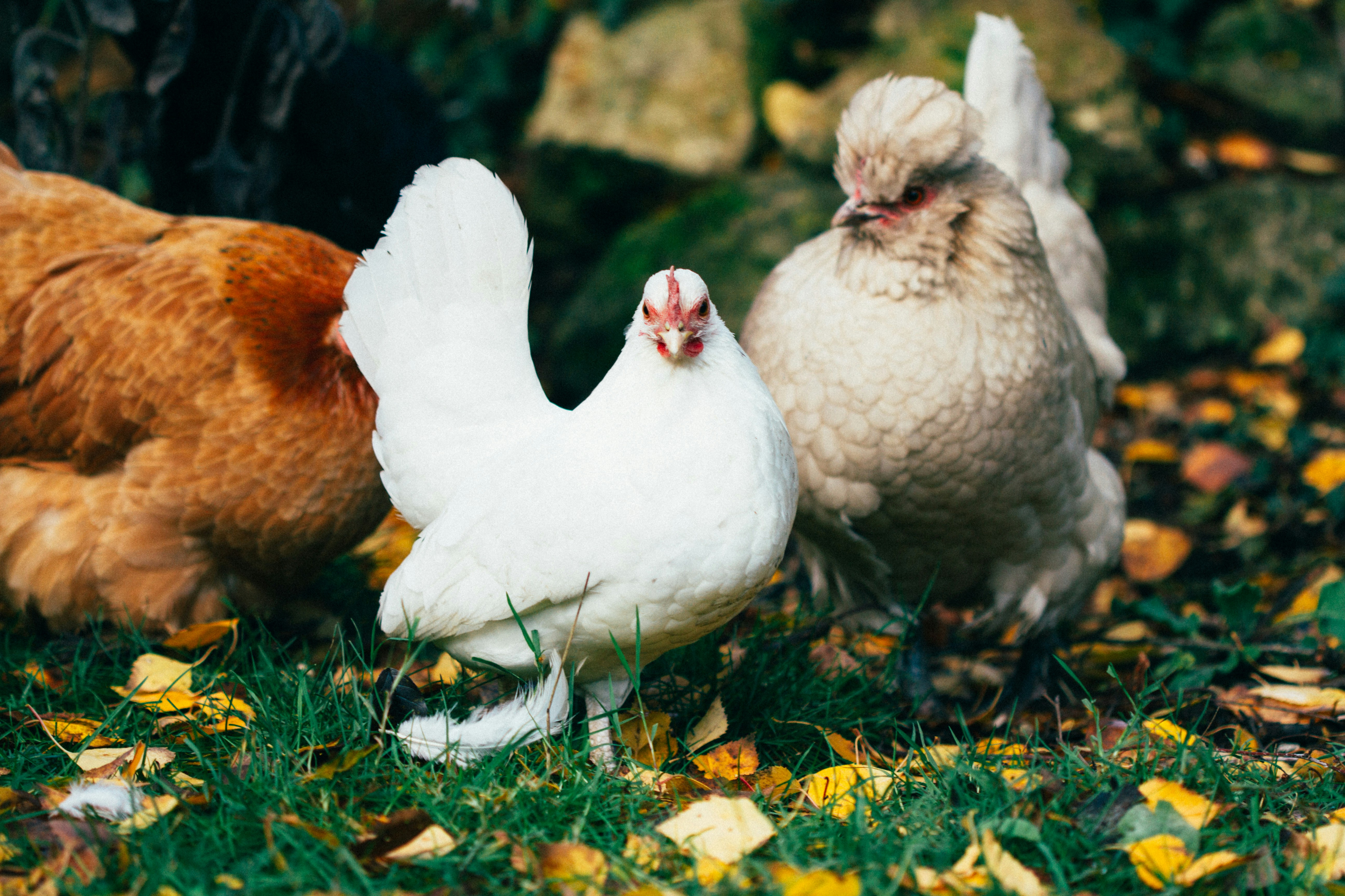 gallinas comen huevos