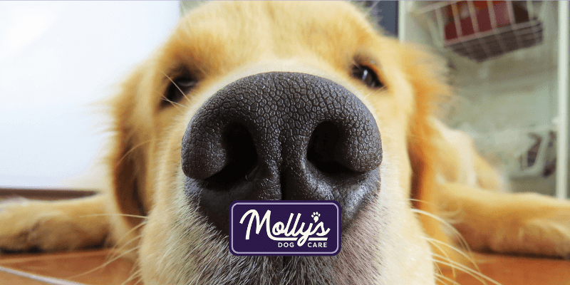 My Dog Has Separation Anxiety—Will Daycare Help?