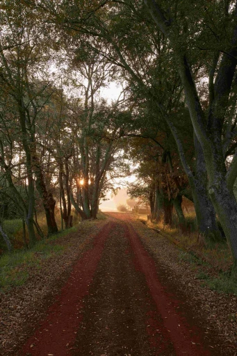Camino de acceso a Cobertizo residencia artística entre árboles, Jilotepec, Estado de México