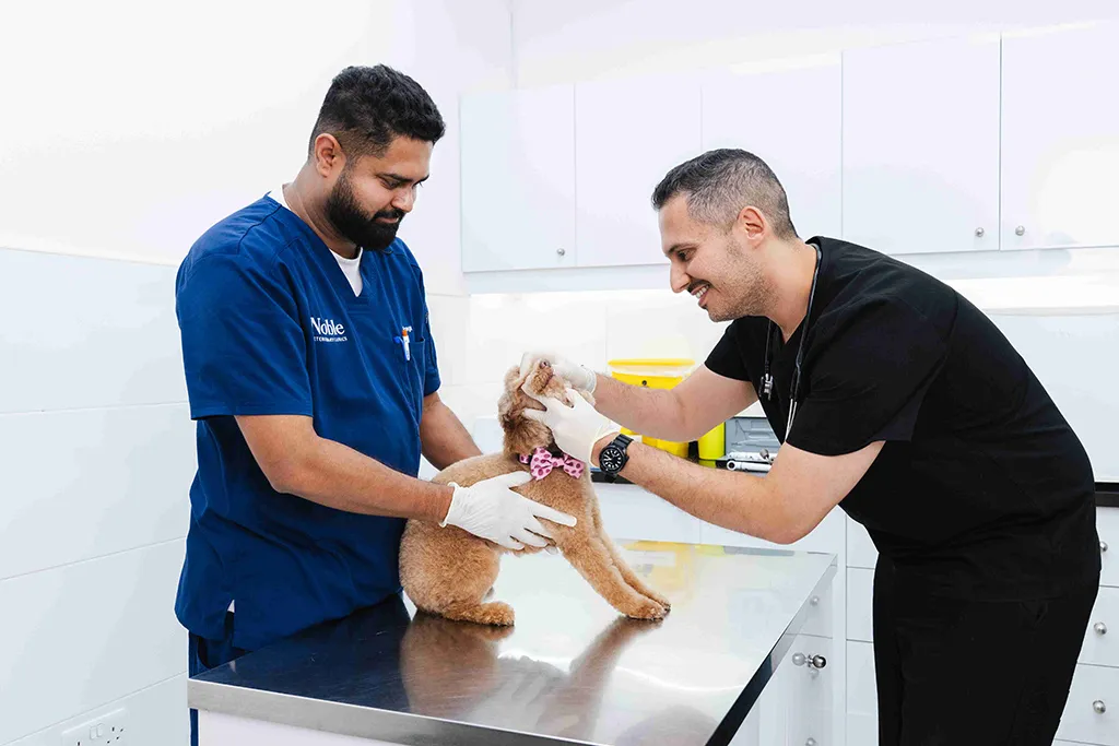 يقوم الدكتور جي بفحص كلب مريض بعناية فائقة برفقة زميل له من الأطباء البيطريين داخل العيادة البيطرية.