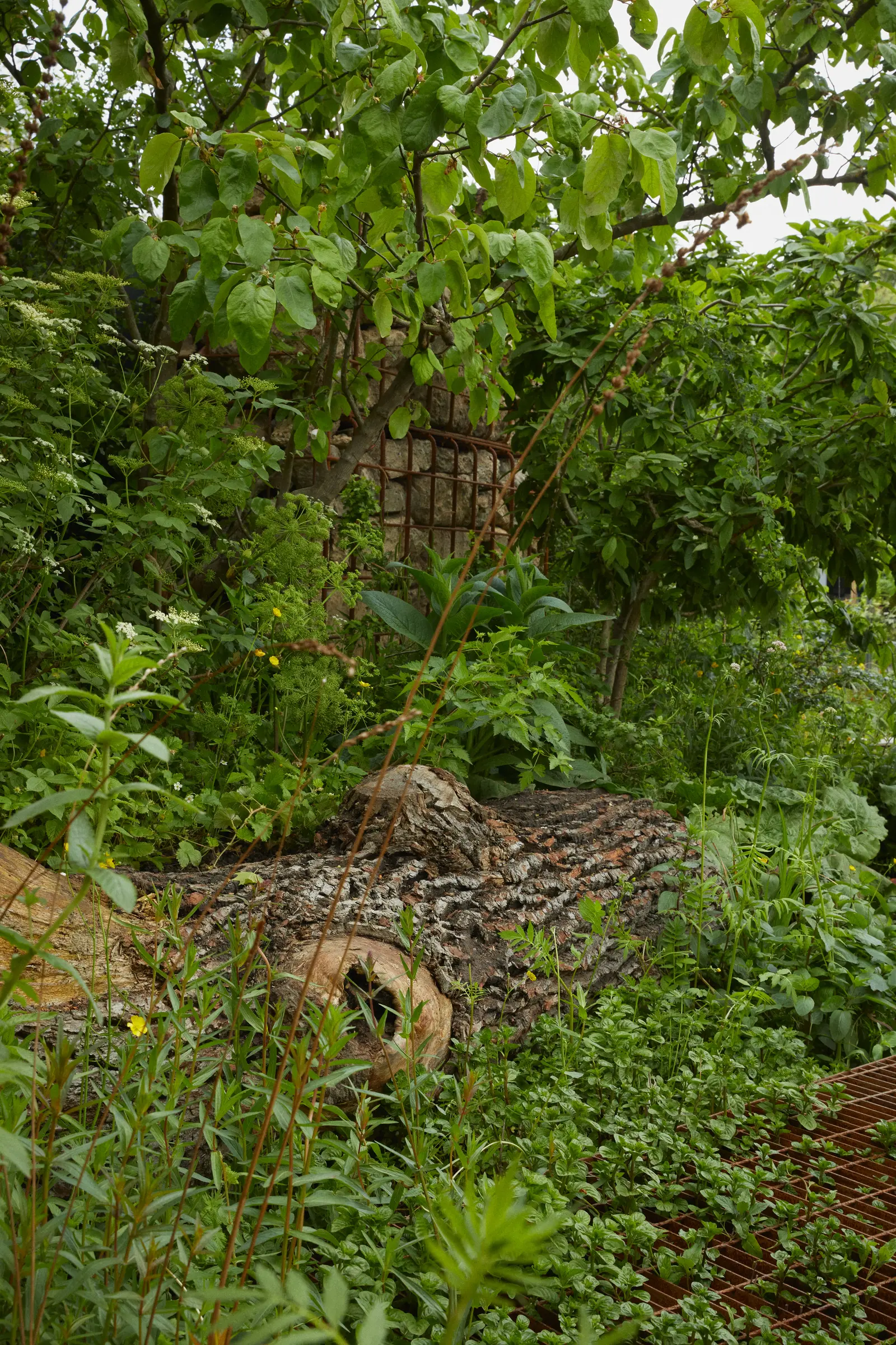 A lush, green landscape with dense foliage and a glimpse of a textured rock formation.