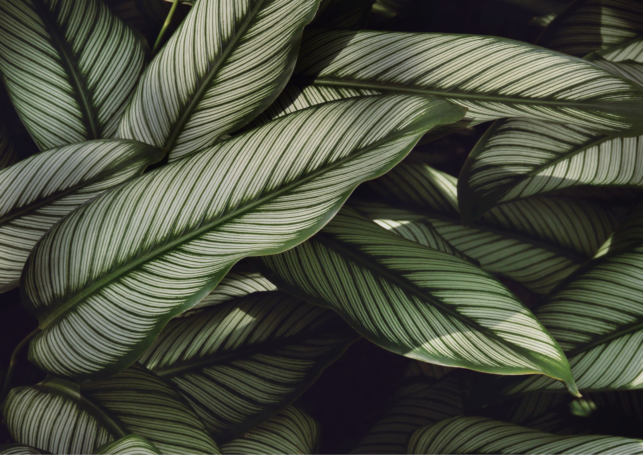 Calathea with decorative leaves and unique patterns