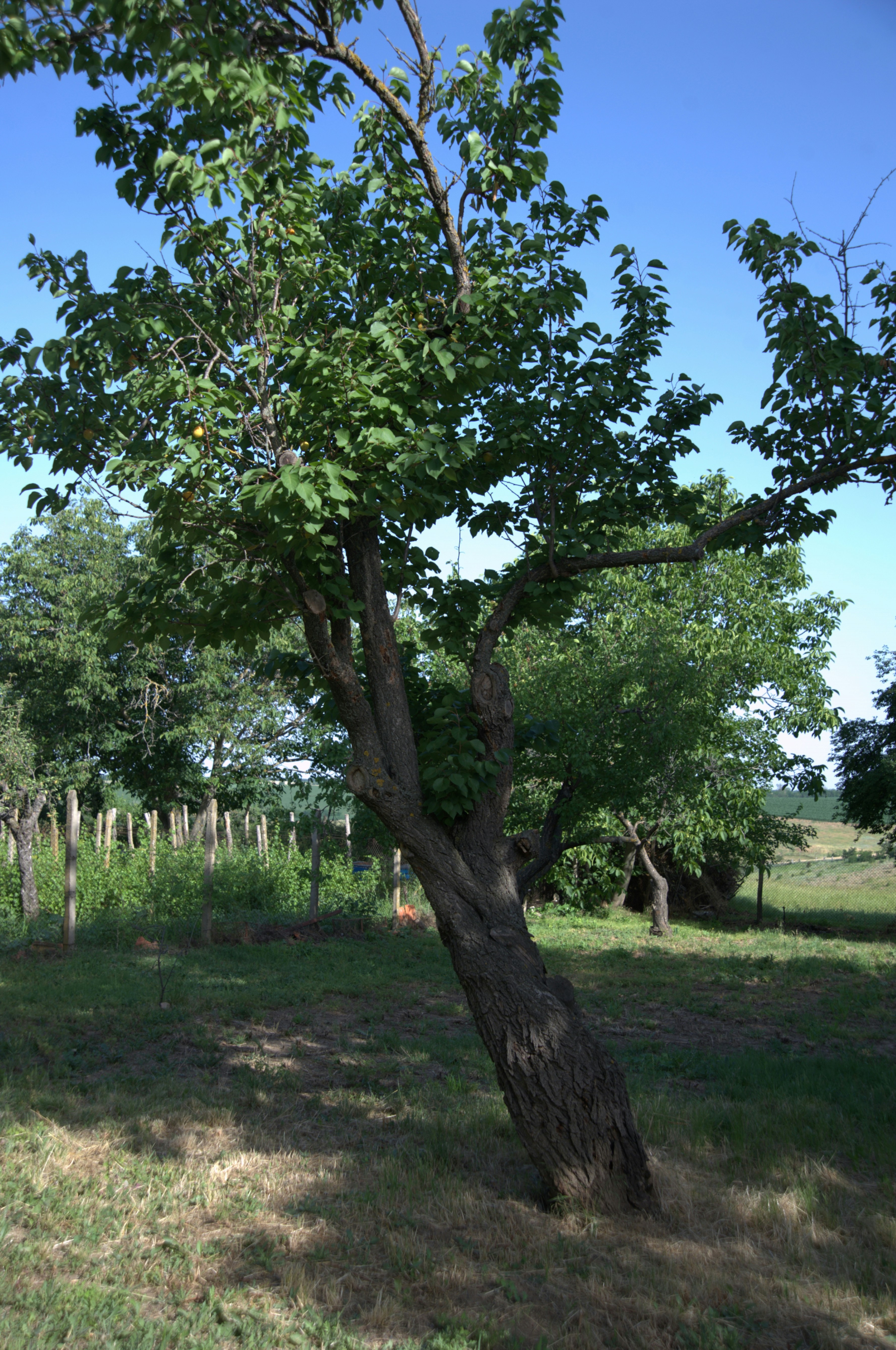 a tree in the middle of a grassy field