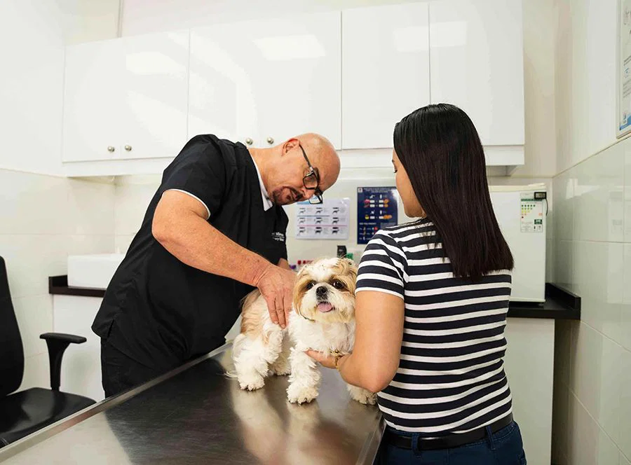 A veterinarian is checking a dog's skin for signs of parasites while talking to the pet owner about deworming.
