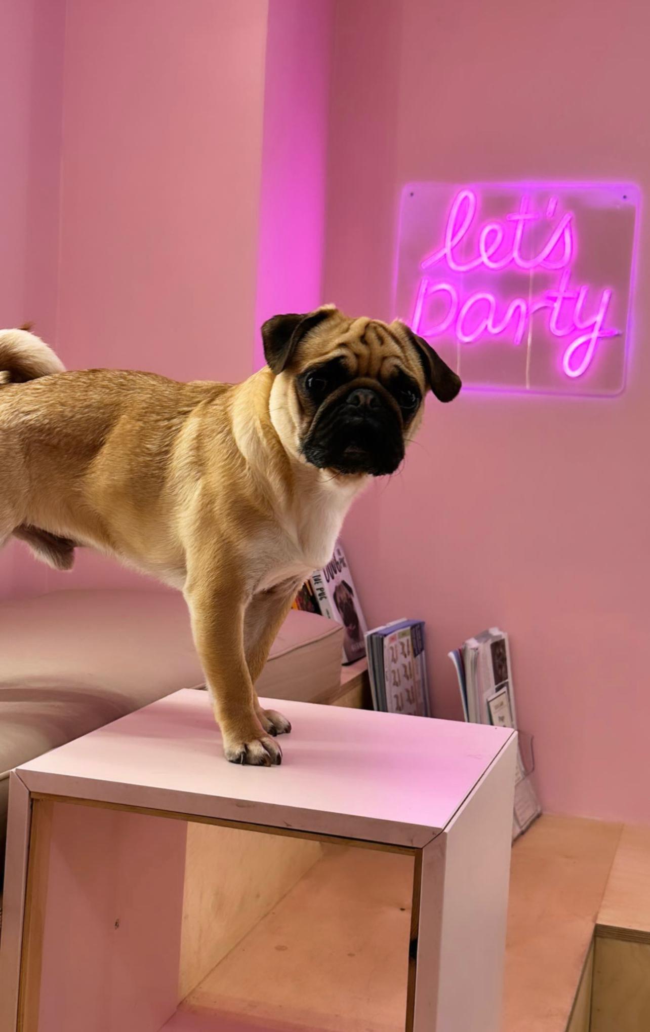 A light brown pug stands on a small white table in a pink room, with a neon sign saying "let's party" in the background, creating a playful and festive atmosphere.